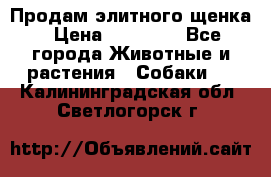 Продам элитного щенка › Цена ­ 30 000 - Все города Животные и растения » Собаки   . Калининградская обл.,Светлогорск г.